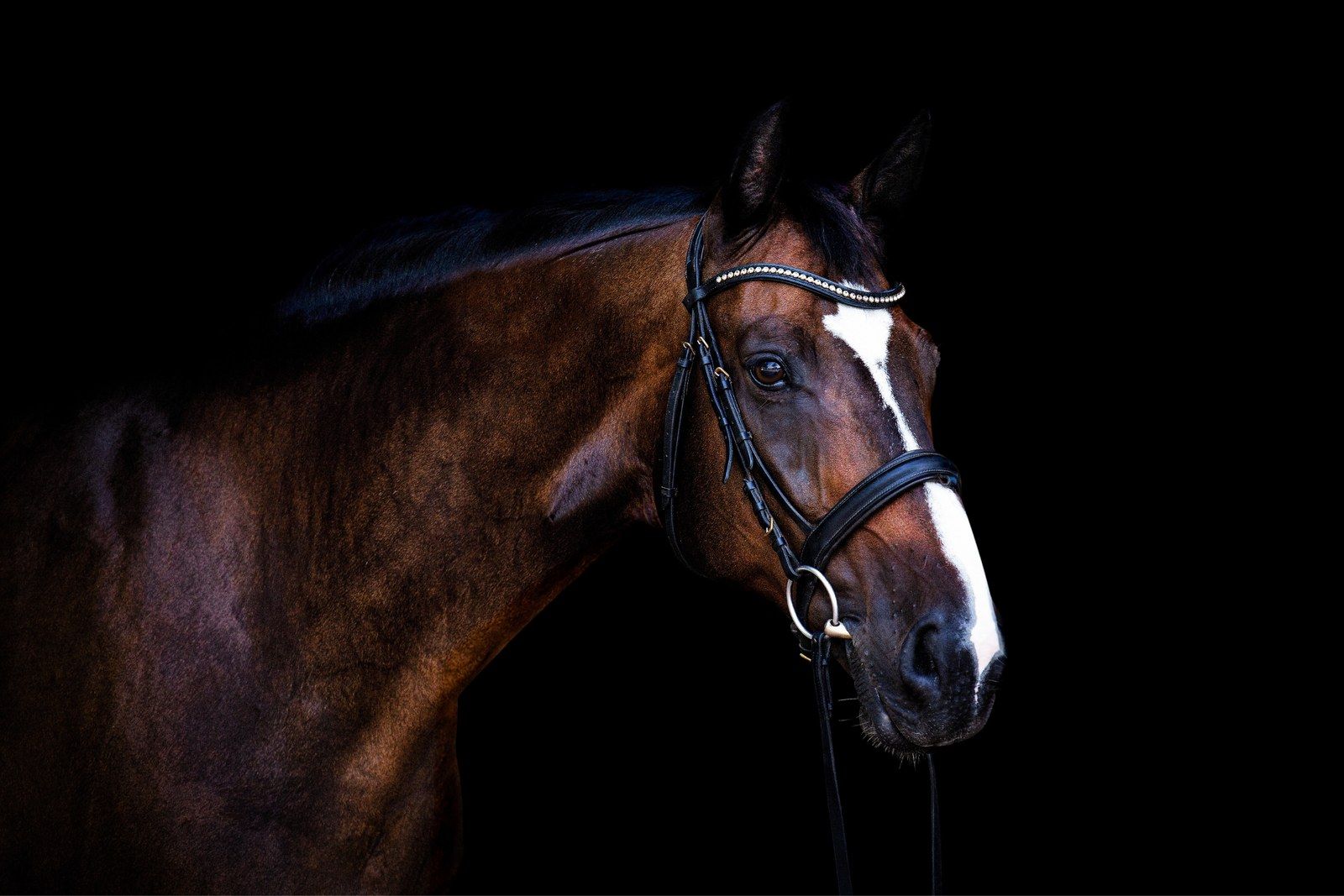 Head of a bay horse with a white blaze and a black bridle, against a black background.