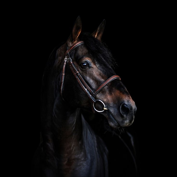 Black horse portrait against a black background.