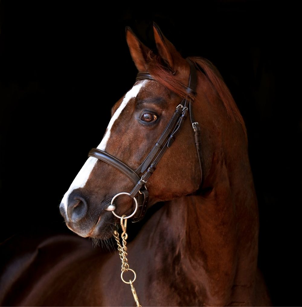 Equine Art — a horse, considered.