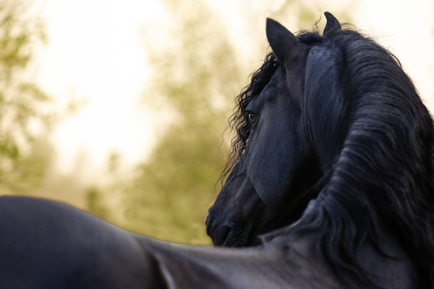 A close portrait of a horse and handler, in soft natural light.