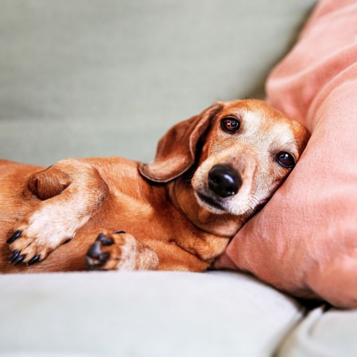 Dachshund lying on a lap indoors.