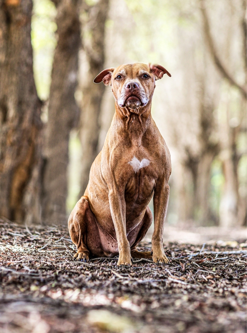 Dog — slot 1.