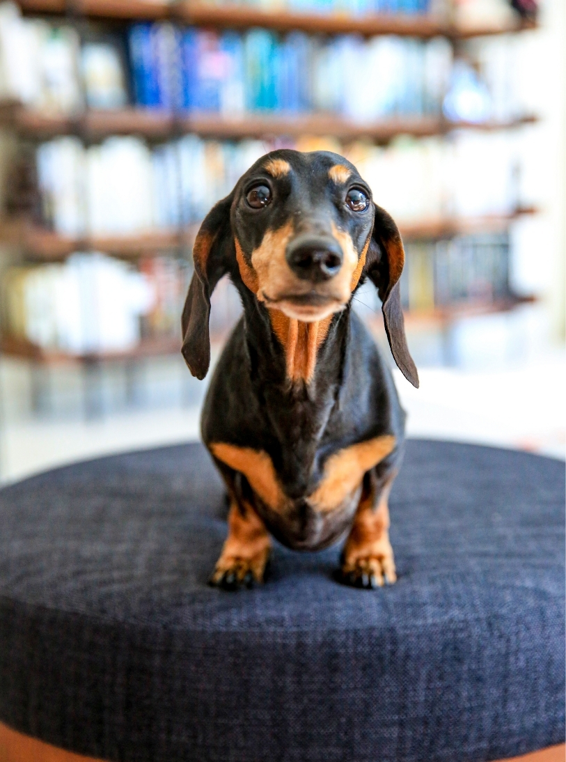 Dog — slot 2.
