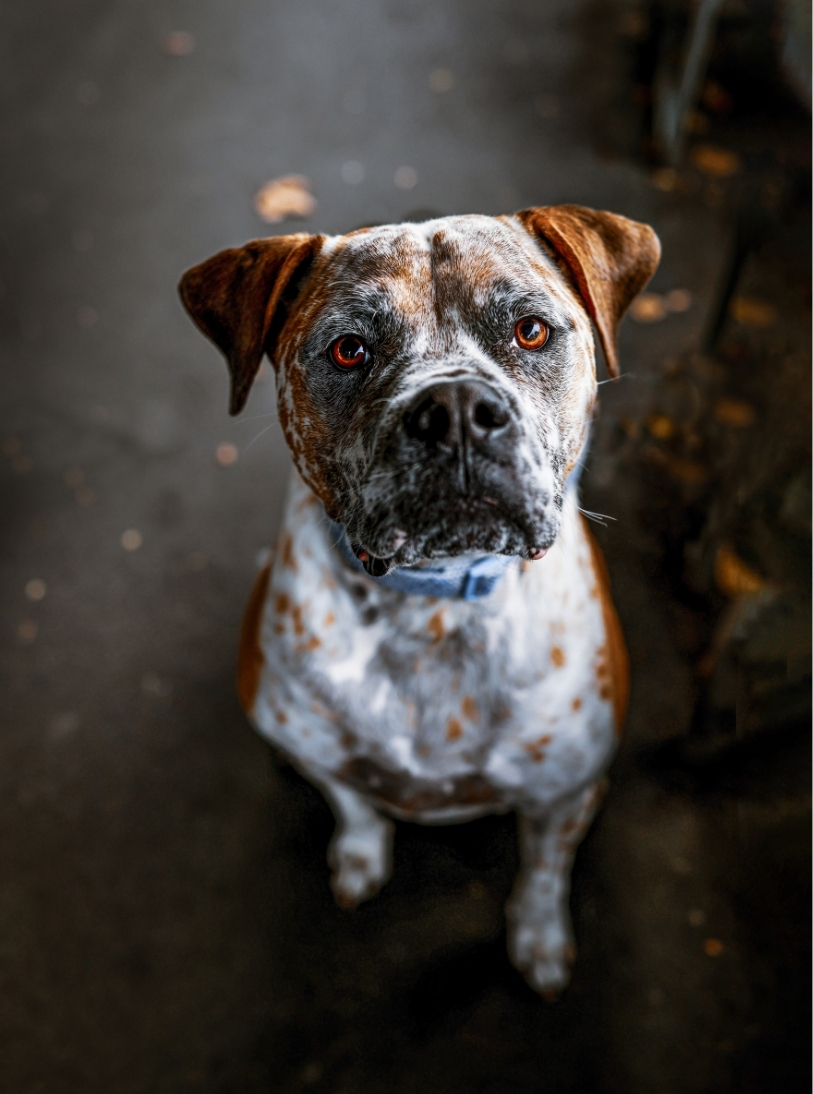 Dog — slot 3.