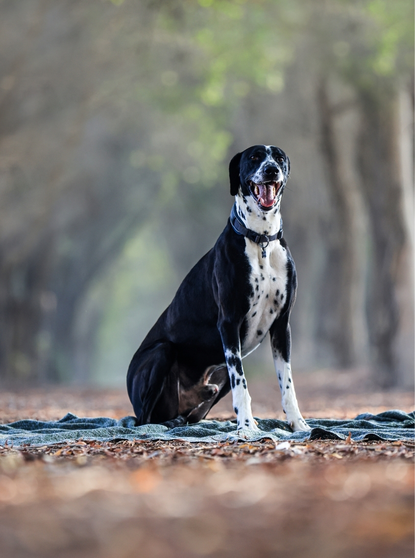 Dog — slot 4.