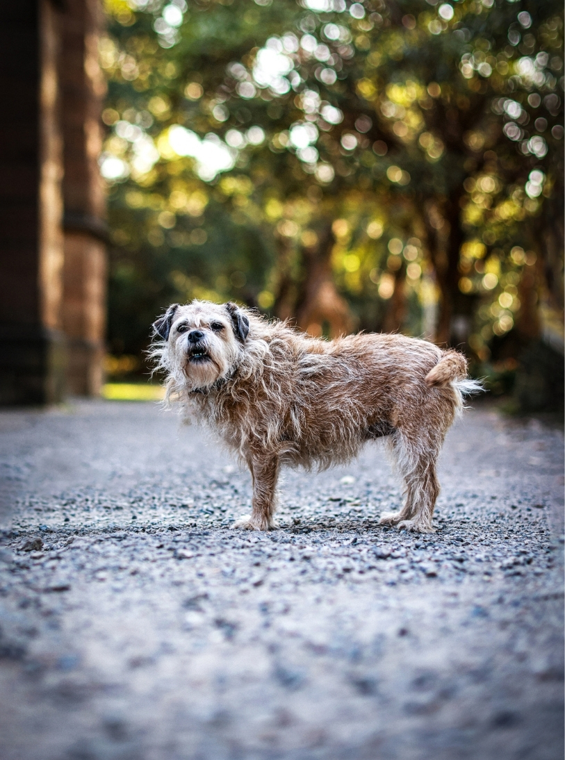 Dog — slot 5.