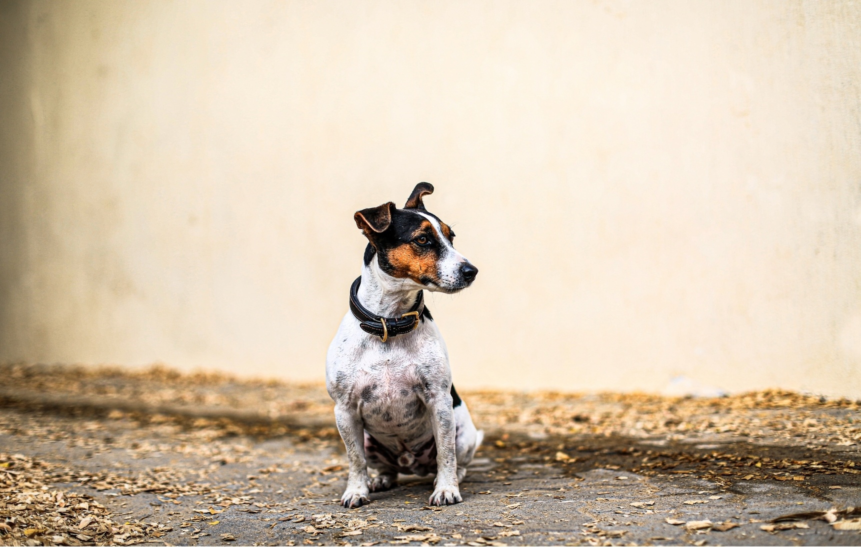 Dog — slot 6.