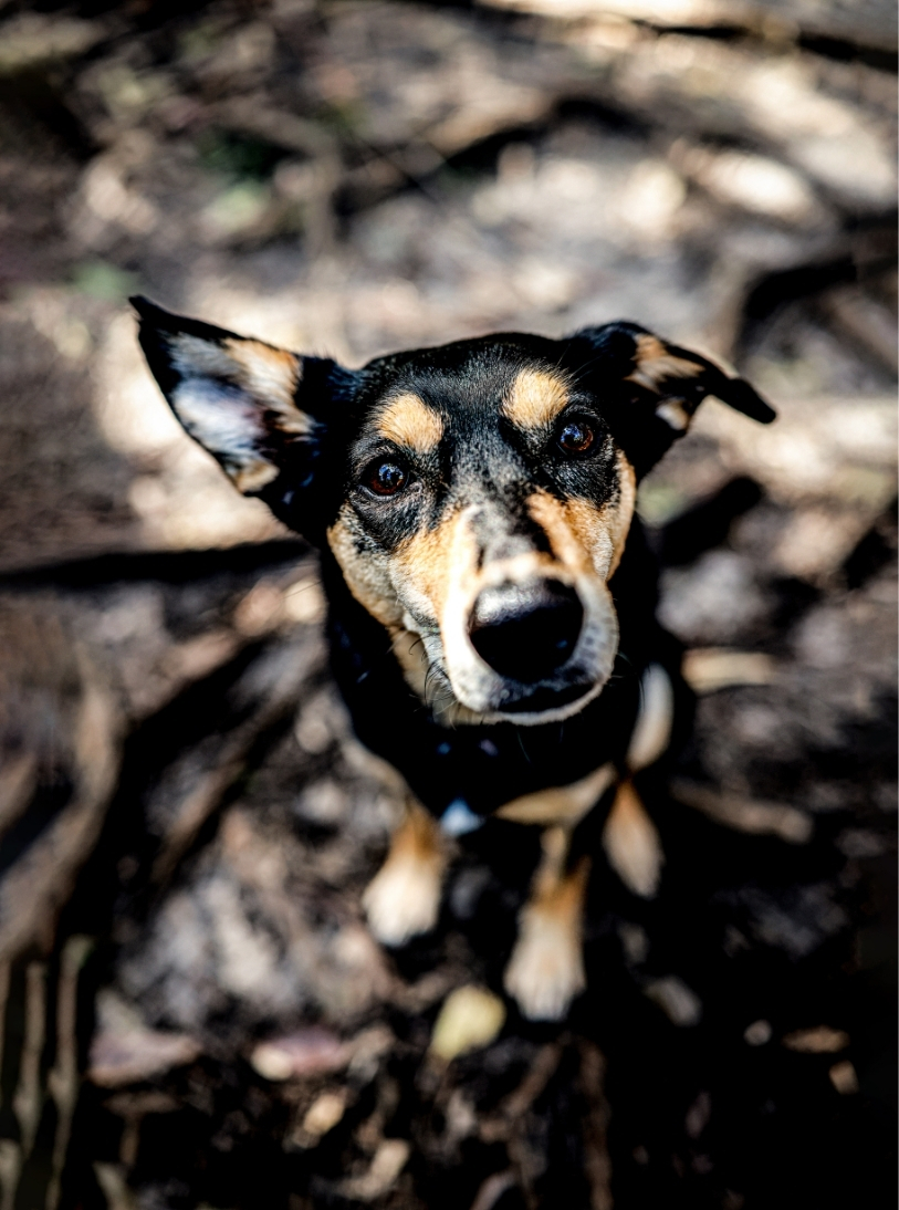 Dog — slot 7.