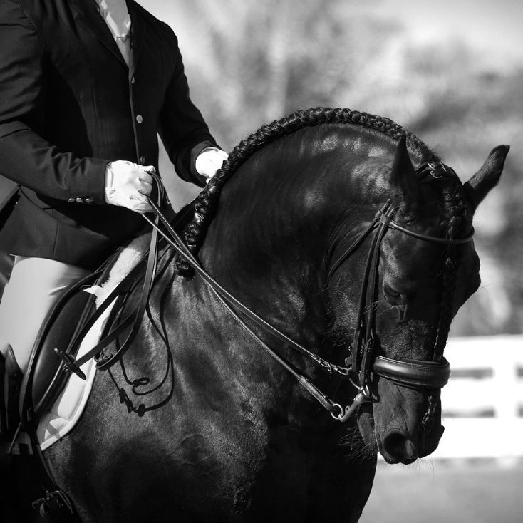 Dressage rider on a dark horse, in black and white.