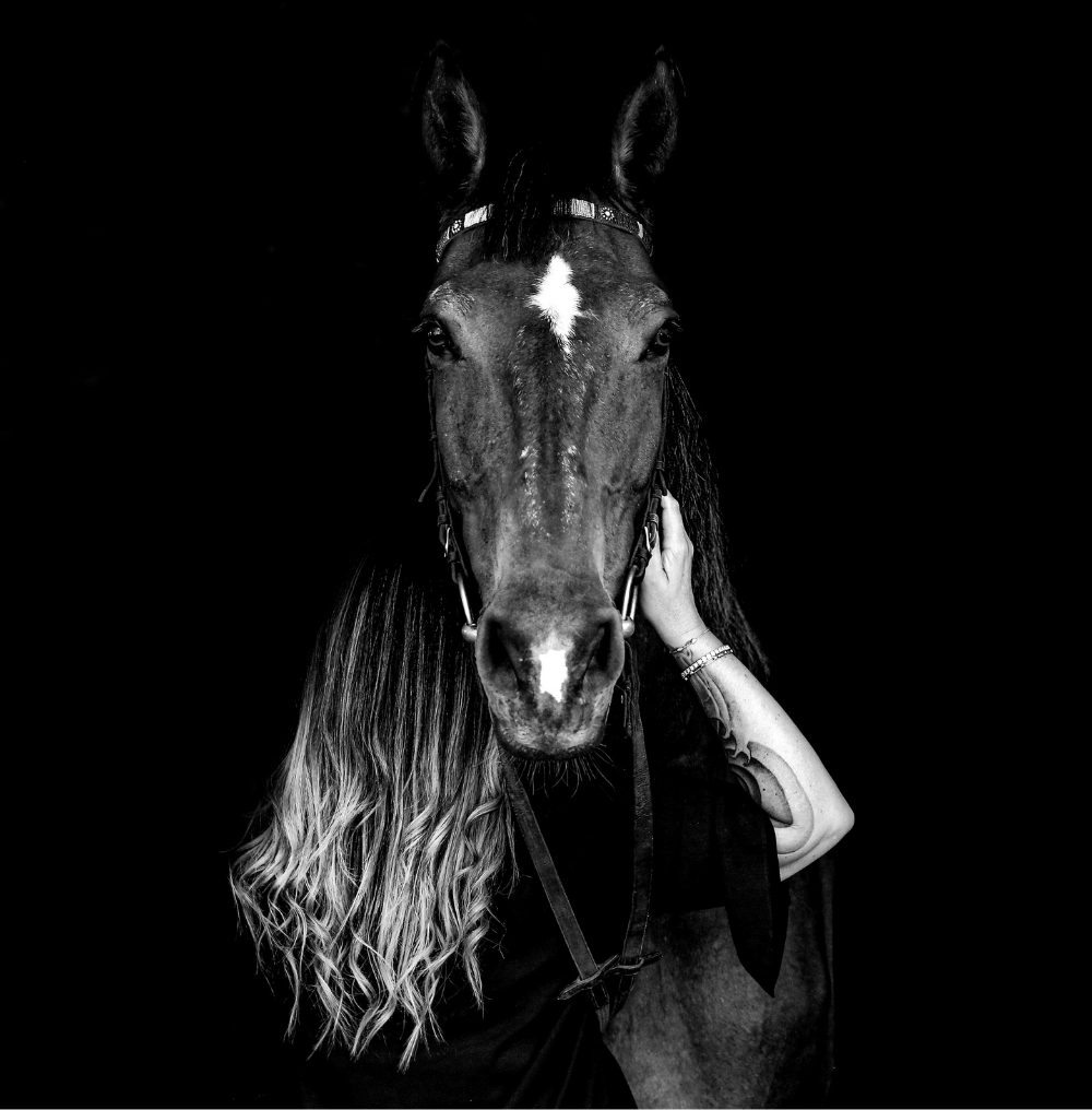 Equine Art — a horse, considered.