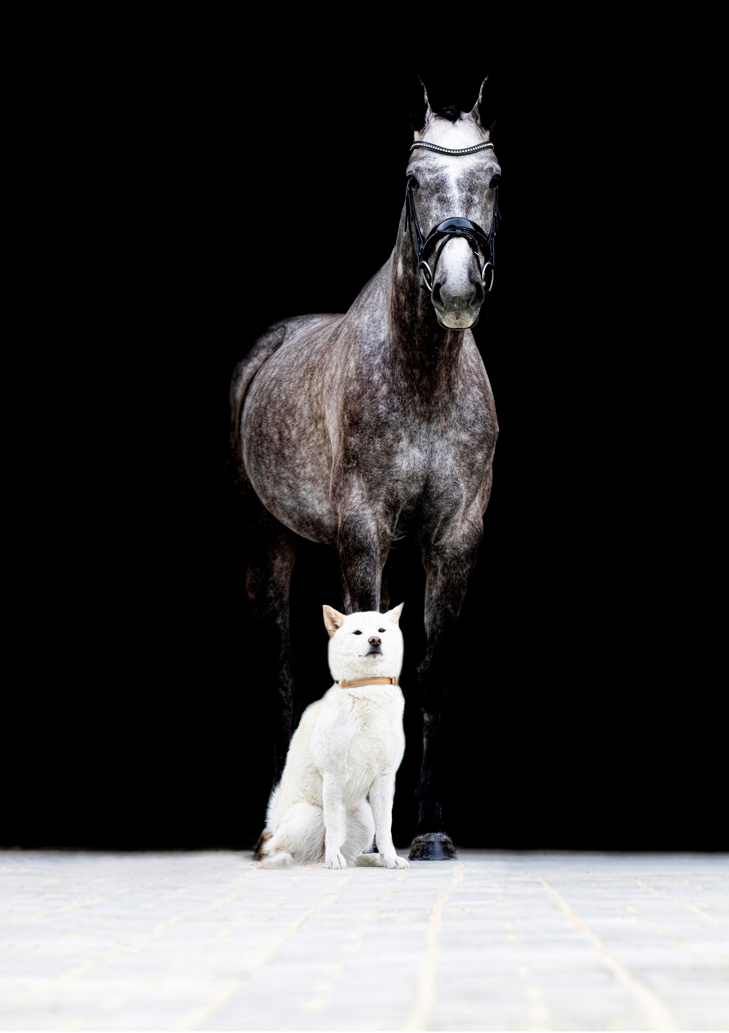 Equine Art — the portrait, in profile.
