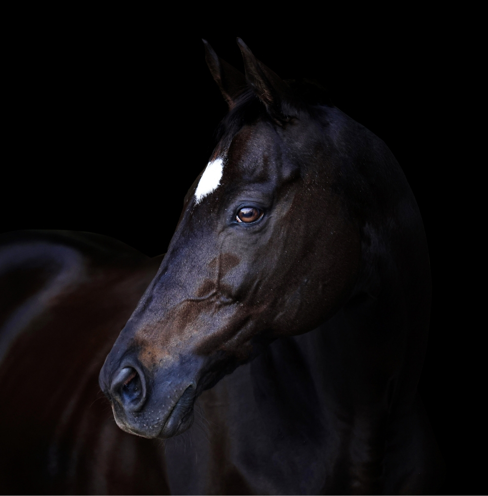 Equine Art — a horse, considered.