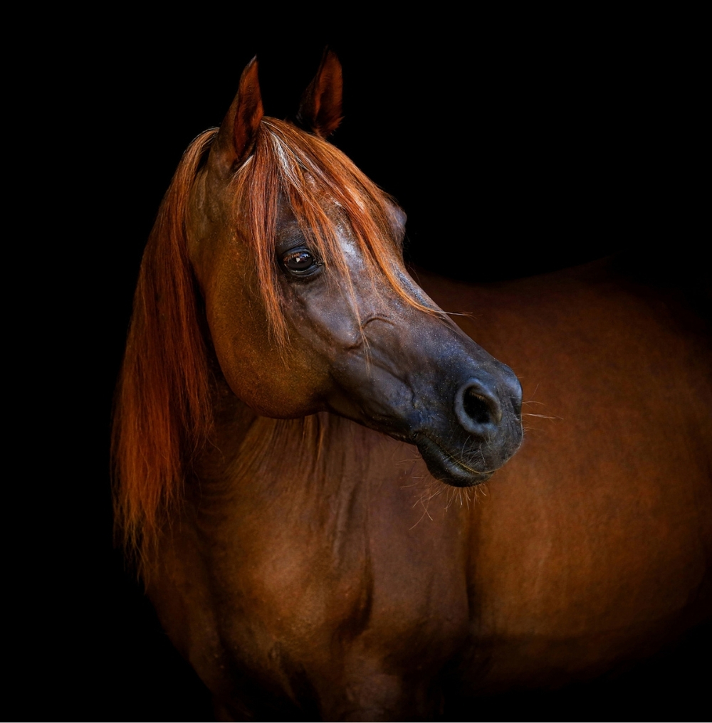 Equine Art — a horse, considered.