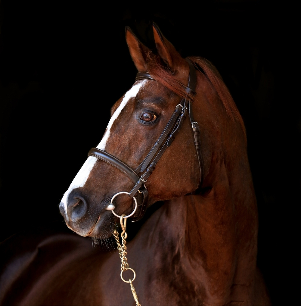 Equine Art — a horse, considered.