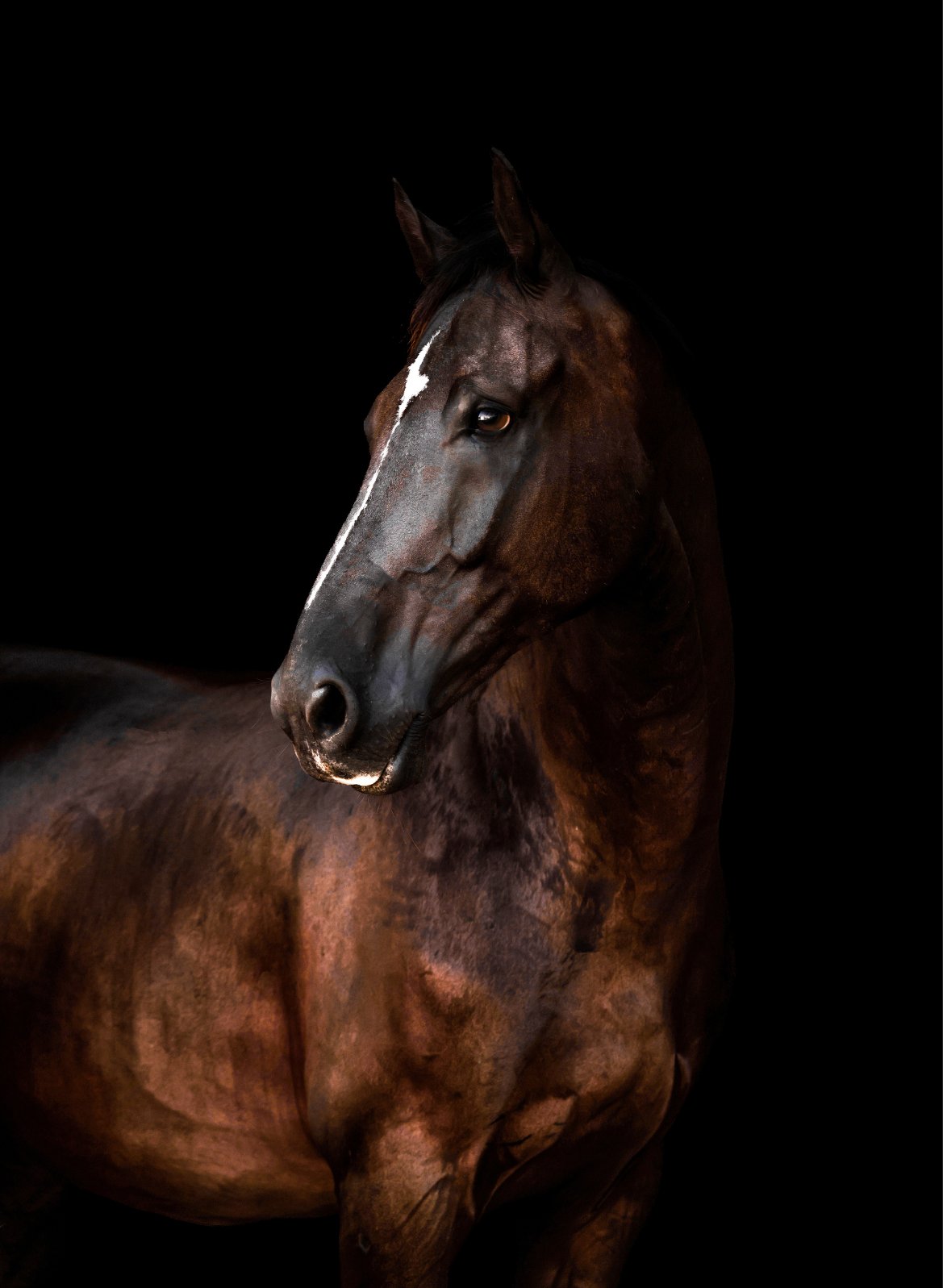 Equine Elegance — slot 1.