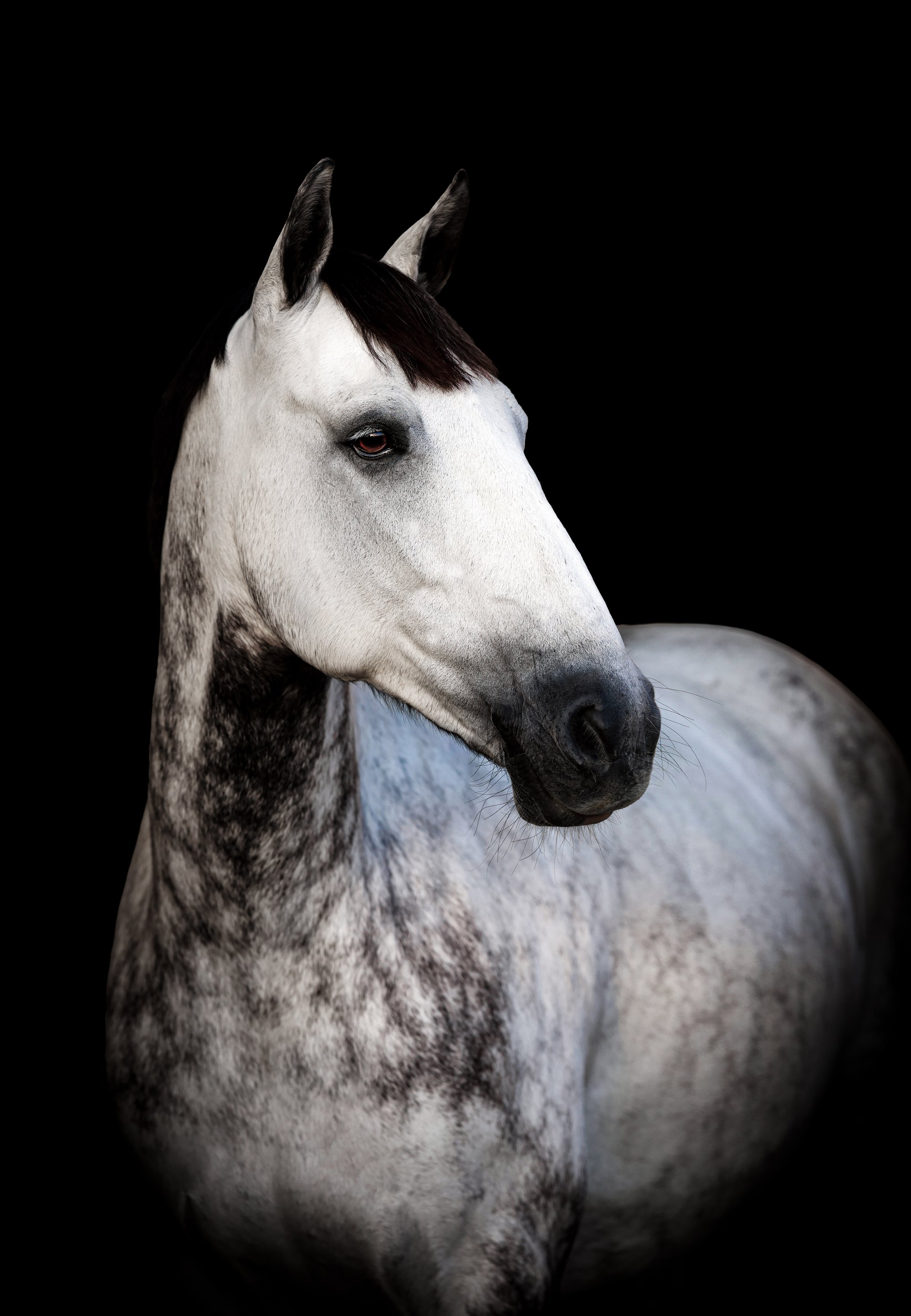 Equine Elegance — slot 3.
