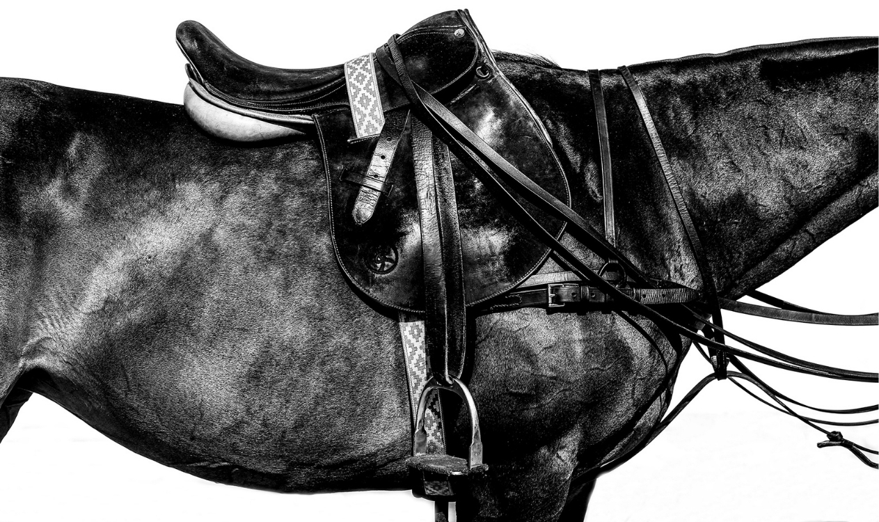 Equestrian sport — frame two.