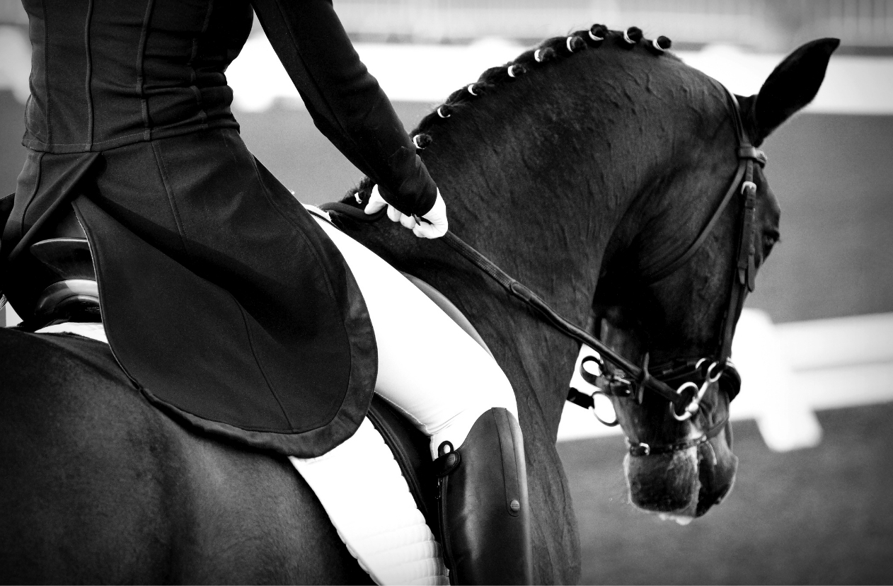Equestrian sport — frame four.