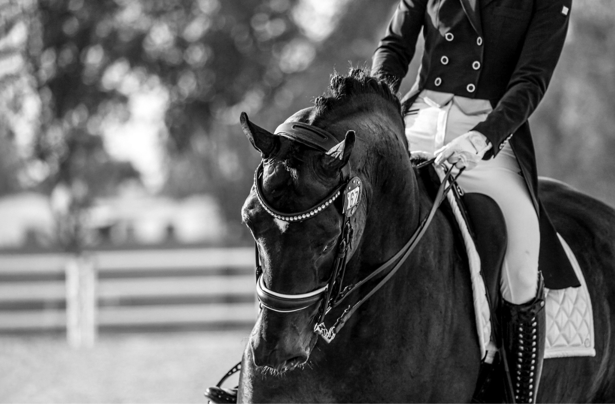 Equestrian sport — frame six.