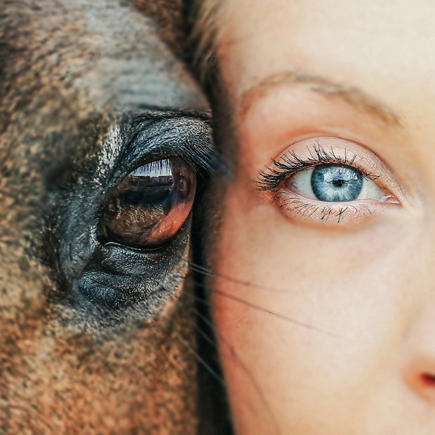 Eye to eye — grey dappled horse and a blue human eye.