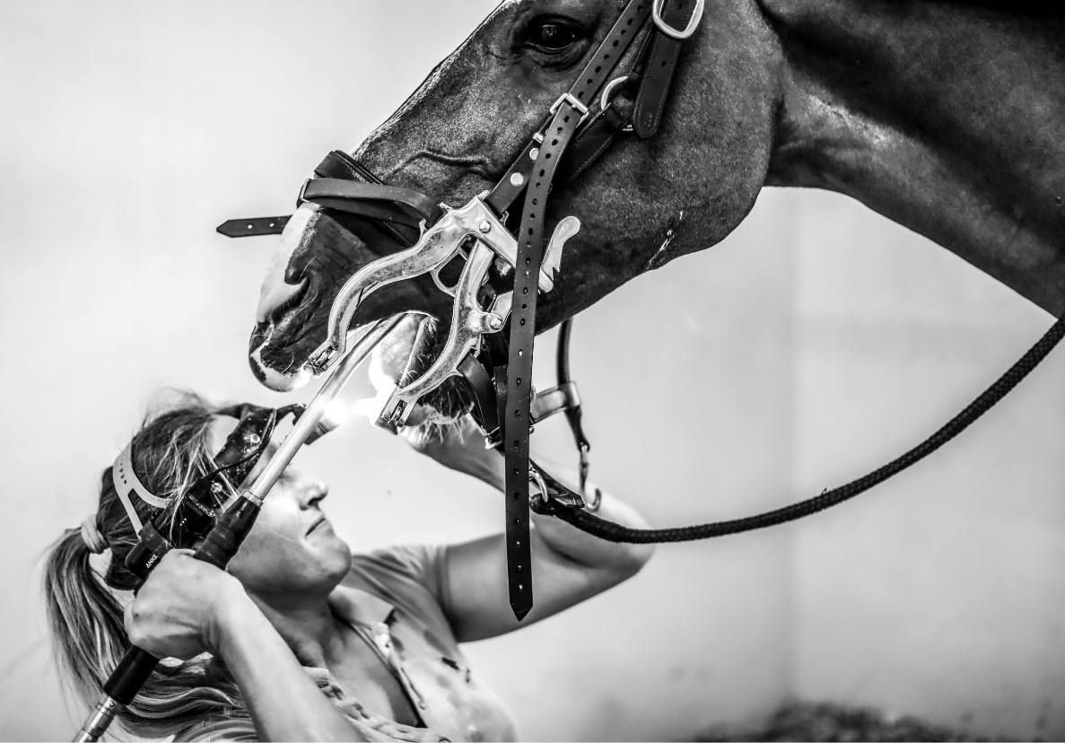 Farrier and dentist work — frame one.