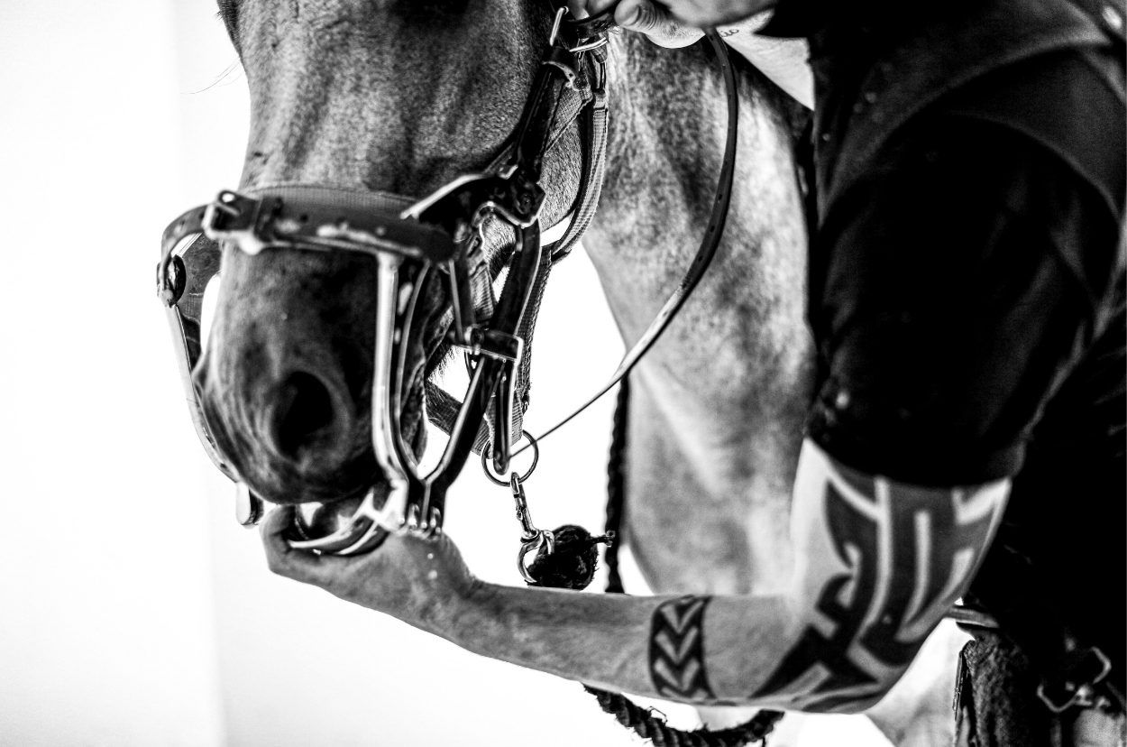 Farrier and dentist work — frame two.