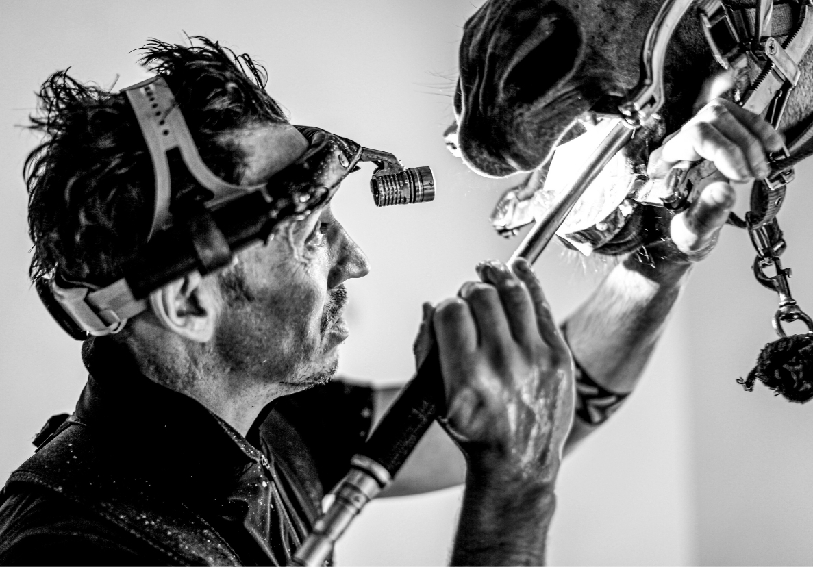 Farrier and dentist work — frame three.