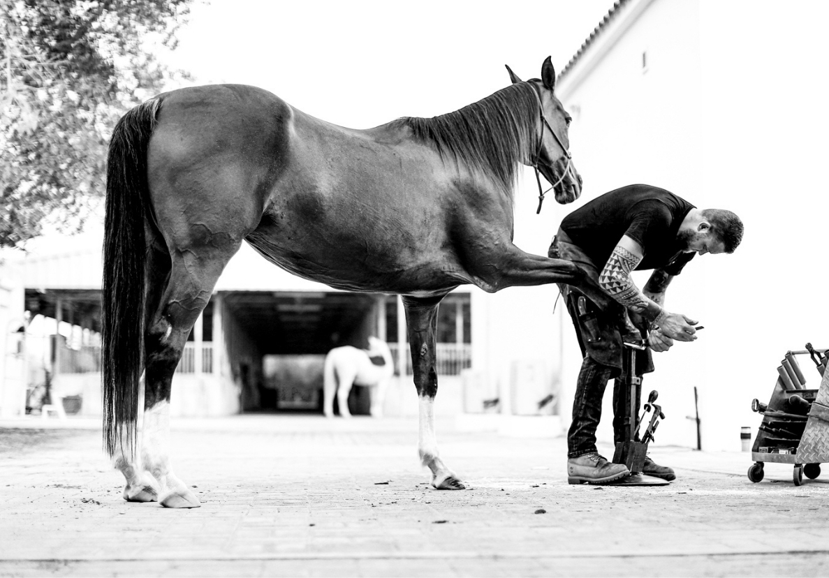 Farrier and dentist work — frame six.