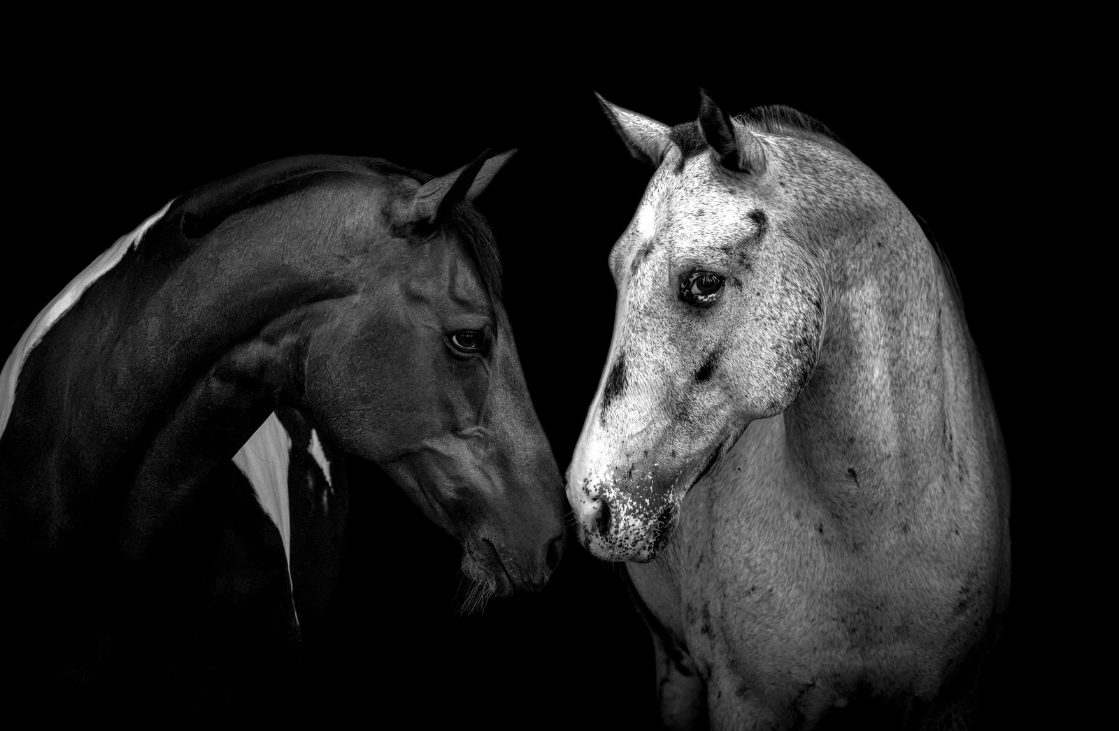 Two horses close together, one dark and one white, in black and white.