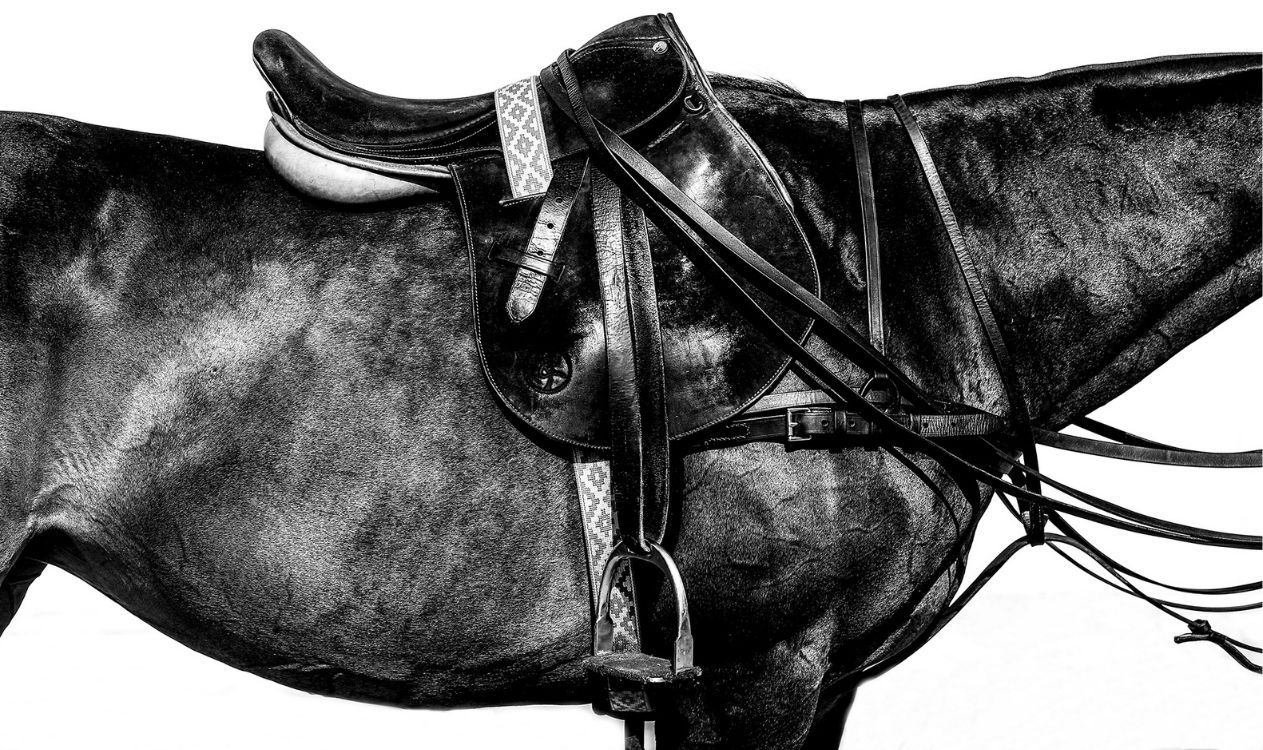 Horse saddle and tack close-up, in black and white.