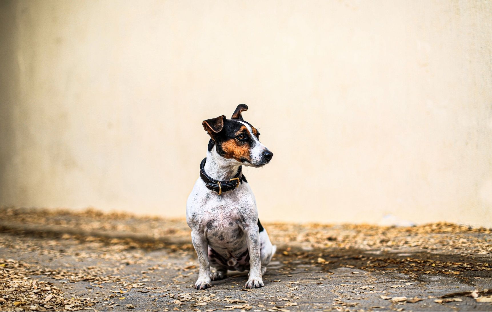 Tricolour Jack Russell sitting by a wall.